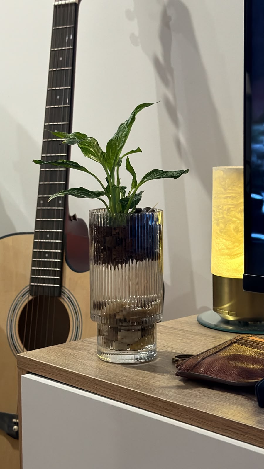 A compact green plant in a ribbed clear glass vessel